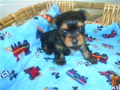 Puppies in MS